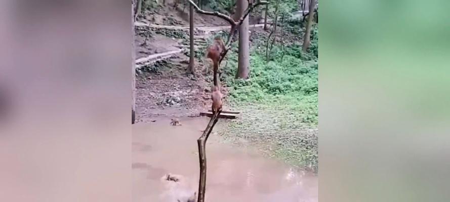 猴子连跳技巧有哪些？如何在游戏中实现快速连跳？