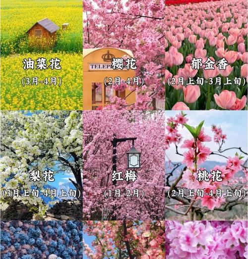 小森生活红梅位置坐标攻略（游戏攻略详解）